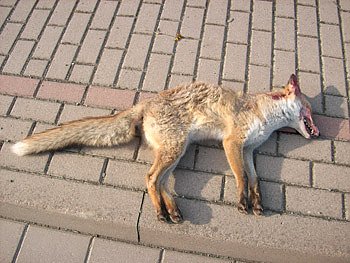 Bild: Toter Fuchs