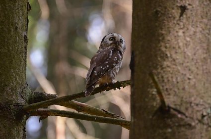 Bild: Raufu&szlig;kautz im Wald