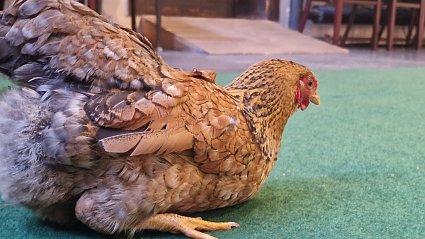 Bild: Ein braun gefiedertes Huhn
