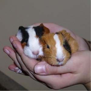 Bild: Schweinchen