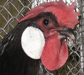 Bild: Huhn