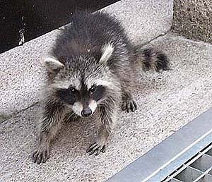 Bild: Waschb&auml;r