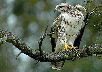 Bild: M&auml;usebussard