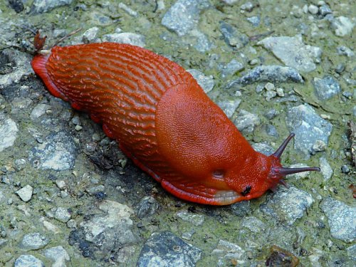 Rote Wegschnecke (Foto: Arion Rufus)