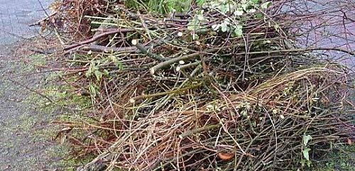 Baum- und Strauchschnitt loswerden (Foto: Tobias Schneegans)
