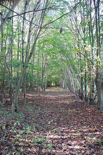 Der Fr&uuml;hling kehrt zur&uuml;ck. Und damit die Lust auf Fr&uuml;hjahrsputz auch im Wald. Damit es niemandem zu viel wird und das Aufr&auml;umen Spa&szlig; macht, l&auml;dt Pro Baum Hettstedt zur gemeinsamen Aktion am kommenden Sonnabend ein. (Foto: Jochen Miche)