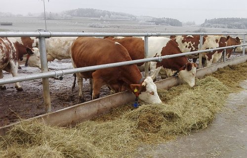 Billigpreise f&uuml;r Milch erlauben es Landwirten kaum, in mehr Tierschutz zu investieren, meint der Tierschutzbund (Foto: Deutscher Tierschutzbund e.V.)