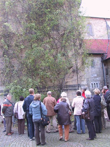 Hildesheimer Rose (Foto: J. Seifert)