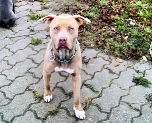 Hund gesucht (Foto: privat)