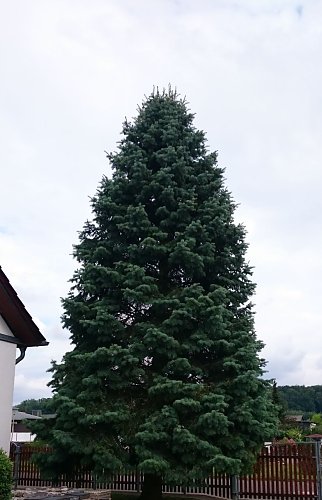 Der sch&ouml;nste Baum f&uuml;r den Rathausplatz ist gefunden (Foto: Stadtverwaltung Nordhausen)