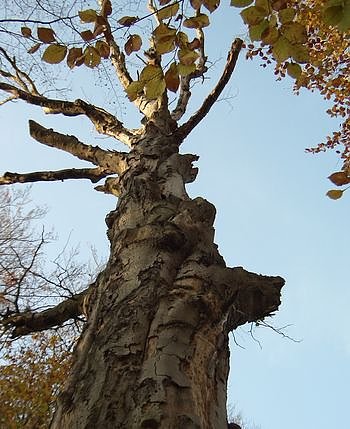 Bild: Urwald von morgen