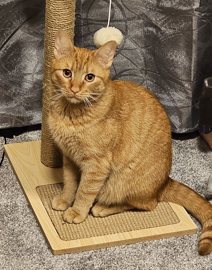 Bild: Katze Mio