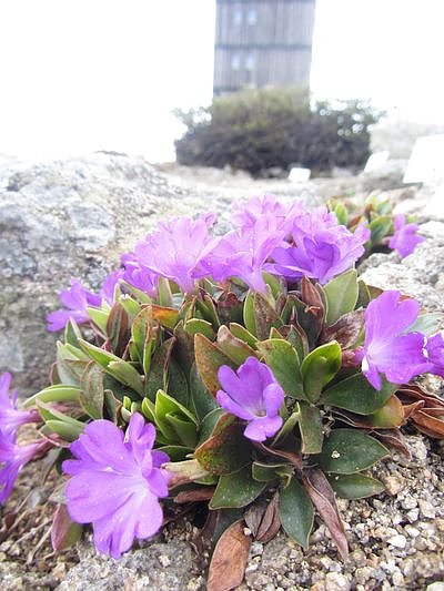 Bild: Die Primel Primula wulfeniana im Brockengarten.