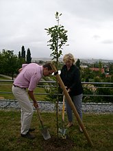 Bild: Baum gepflanzt