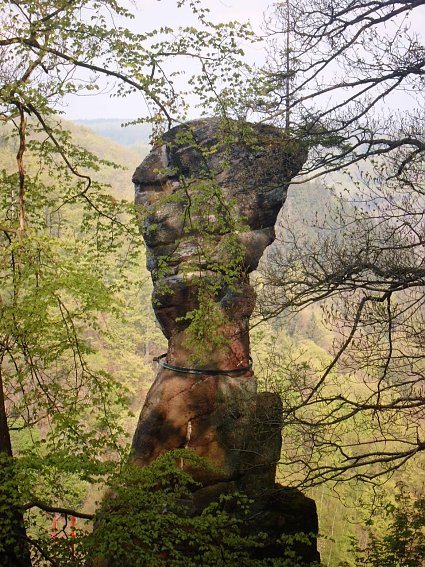 Bild: Der G&auml;nseschnabel