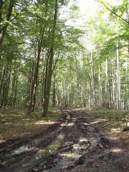 Bild: Durchn&auml;sster Maschinenweg im Kammerforst s&uuml;d&ouml;stlich der Stadt Ellrich