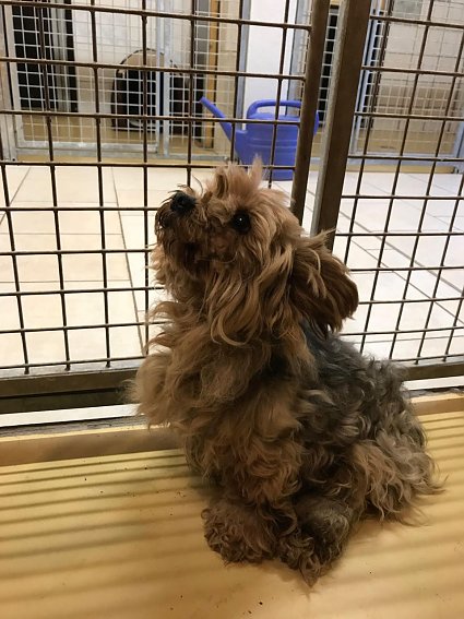 Bild: verwahrloster Hund