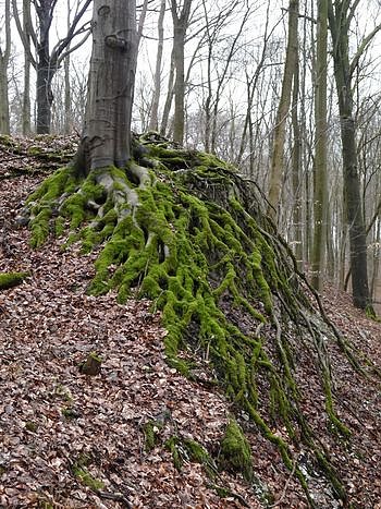 Bild: Wanderungen am Wochenende
