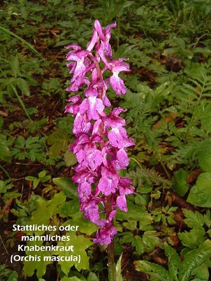 Bild: Helmknabenkraut