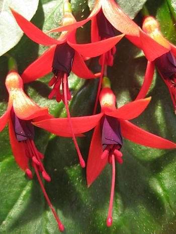 Bild: Neue Fuchsie