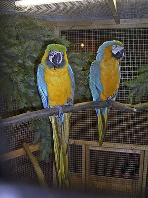 Bild: Vogelausstellung