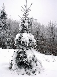 Bild: Im Harz