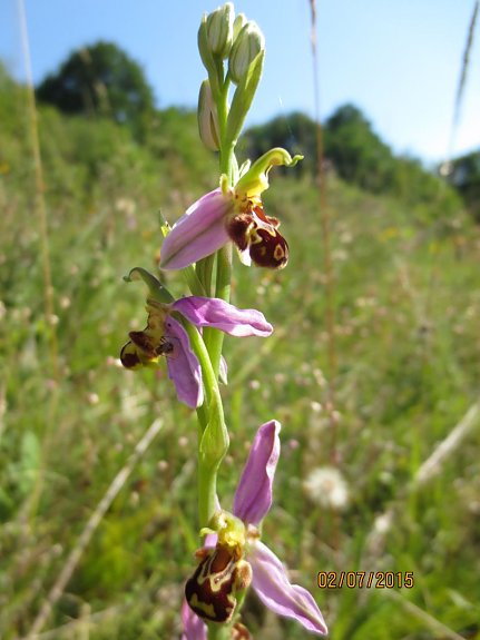 Bild: Bienen-Ragwurz