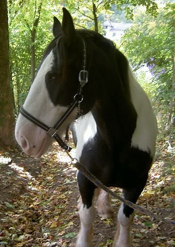 Bild: Lucky