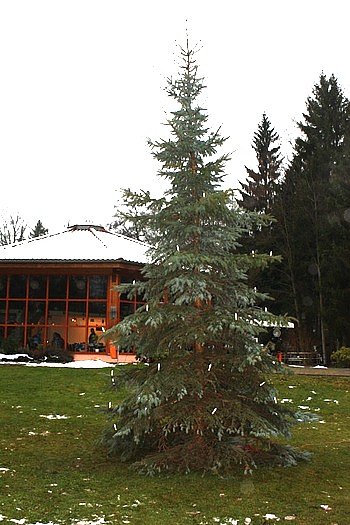 Bild: Der Weihnachtsbaum steht