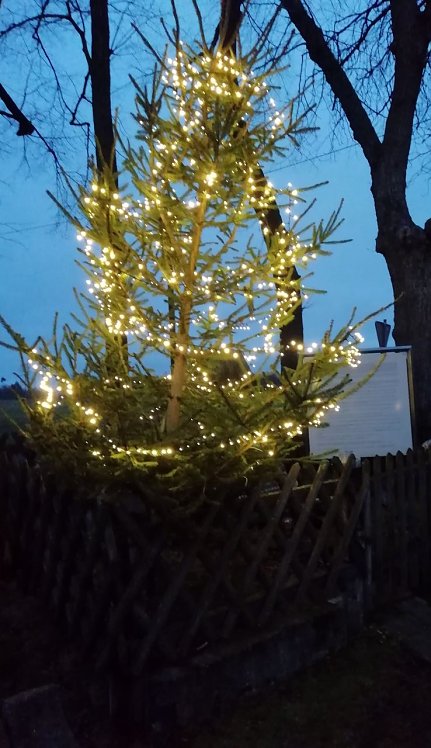 Bild: Weihnachtsbaum in Sophienhof