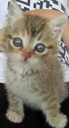 Bild: Kleine Katze