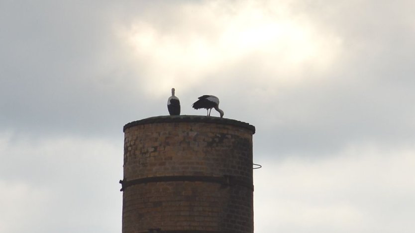Neugierige Tiere (Foto: privat)