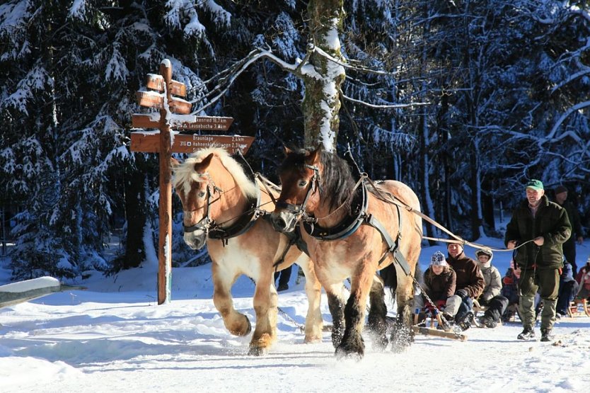 Mit dem Gespann durch den Winterwald (Foto: Richter) Mit dem Gespann durch den Winterwald (Foto: Richter)