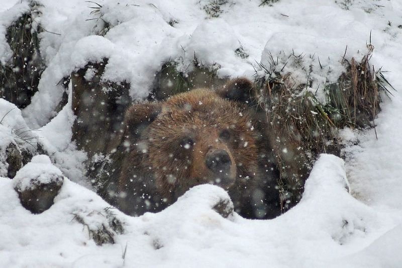 Im B&auml;renpark (Foto: R&uuml;diger Schmiedel)