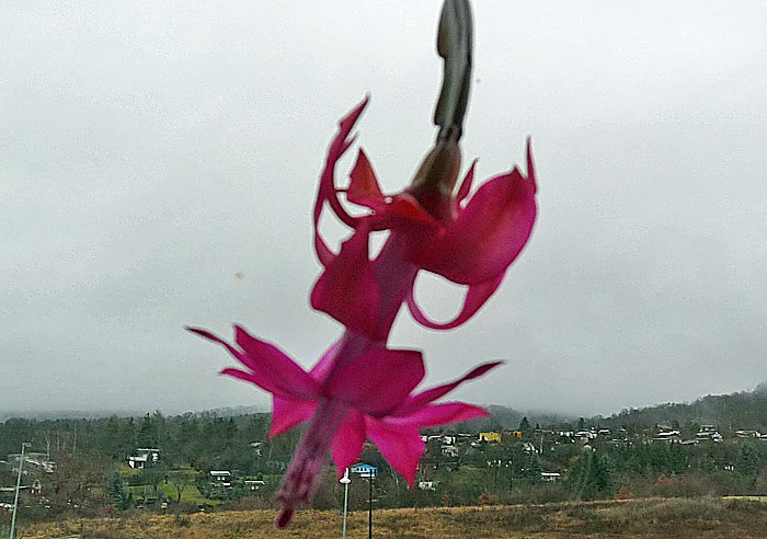 Frohes Weihnachtsfest (Foto: Karl-Heinz Herrmann)