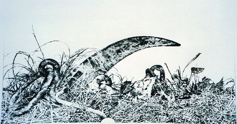 Gro&szlig;es Rasenst&uuml;ck (Foto: Archiv Kneffel)