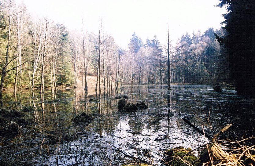 Wald bei Limlingerode (Foto: Archiv Kneffel)