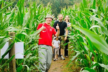 Mais-Labyrinth (Foto: Fabian v. Berlepsch)