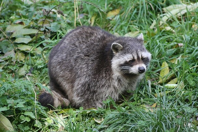 Waschb&auml;r (Foto: Arne Willenberg)