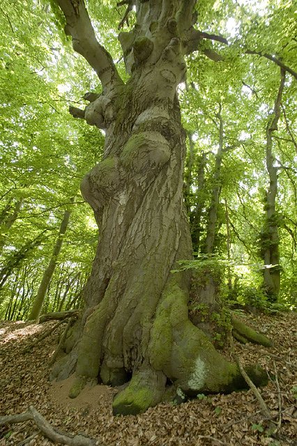 Faszinierende Naturaufnahmen (Foto: Thomas Stephan)