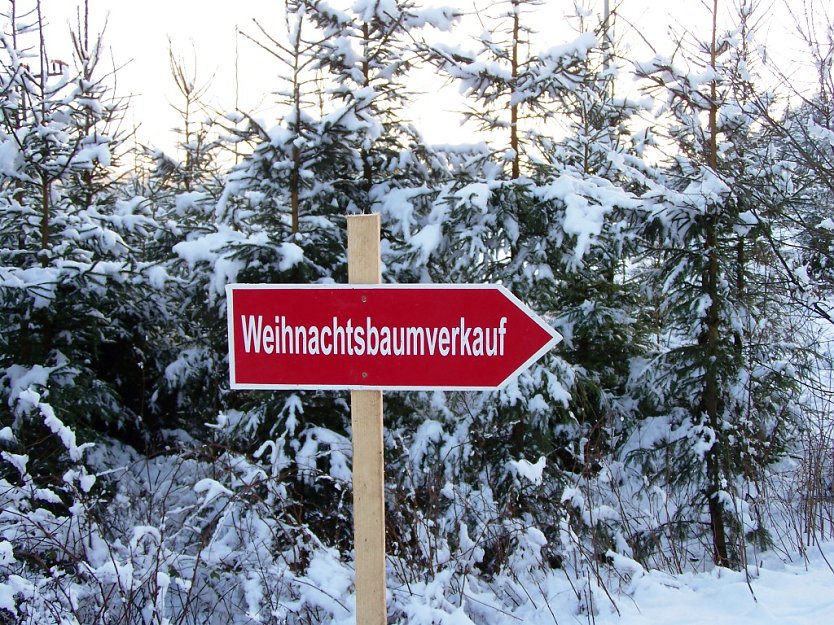 Weihnachtsbaumtipps (Foto: Th&uuml;ringen Forst)