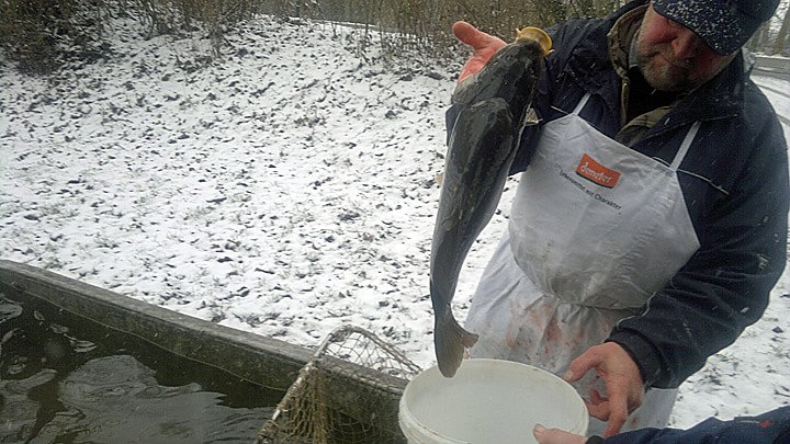 Karpfen aus Artern (Foto: S.Hey)