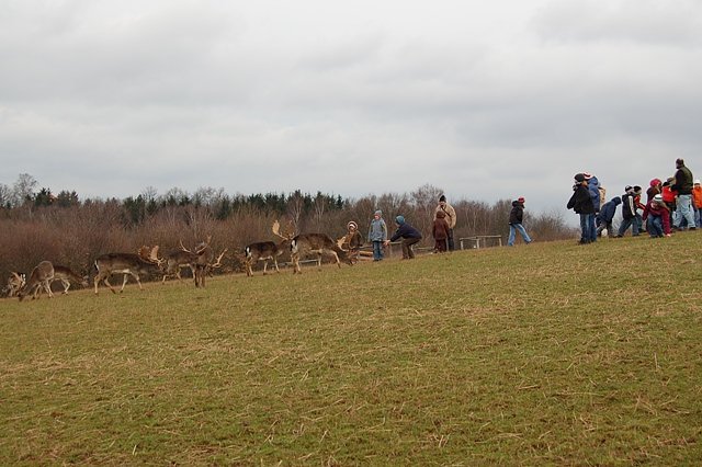 Dammwildf&uuml;tterung (Foto:  Christoph Neumann)