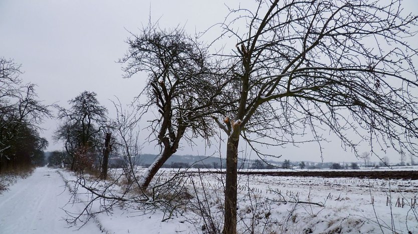 B&auml;ume gesch&auml;digt (Foto: Stadtverwaltung Nordhausen)