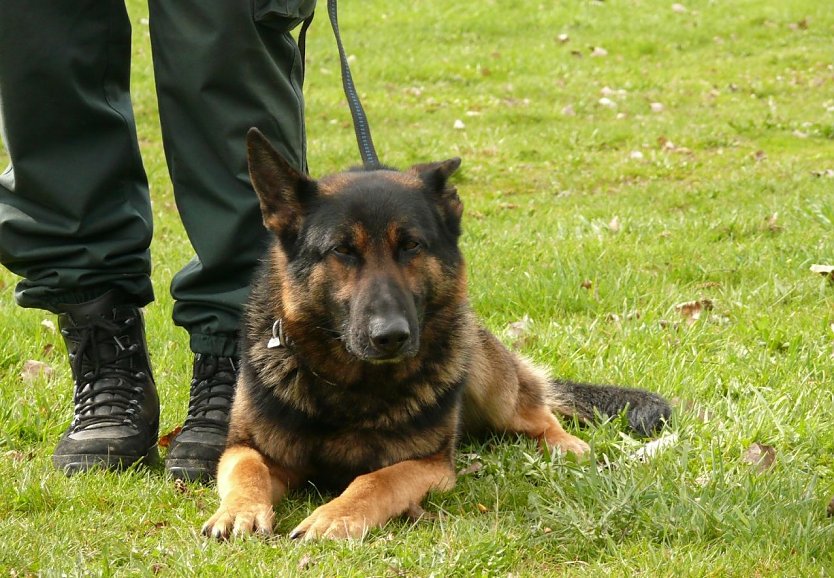 Falco (Foto: Zoll)