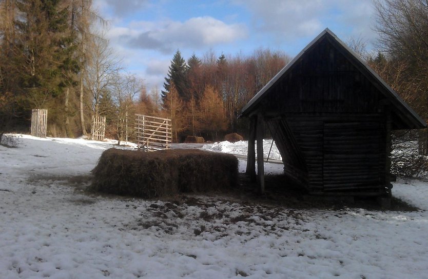 Winterfütterung (Foto: Forstamt) Winterfütterung (Foto: Forstamt)