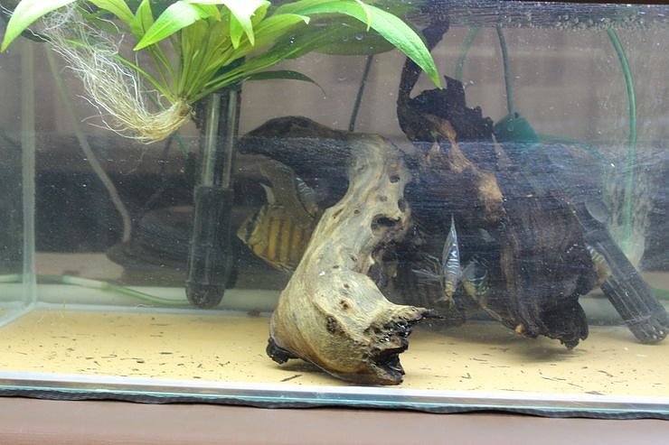 Zierfischb&ouml;rse und Terrarienb&ouml;rse... (Foto: Karl-Heinz Herrmann)