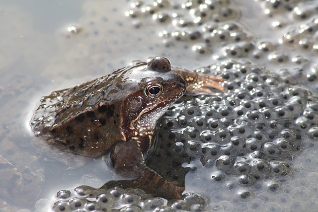 Grasfrosch (Foto: Arne Willenberg)