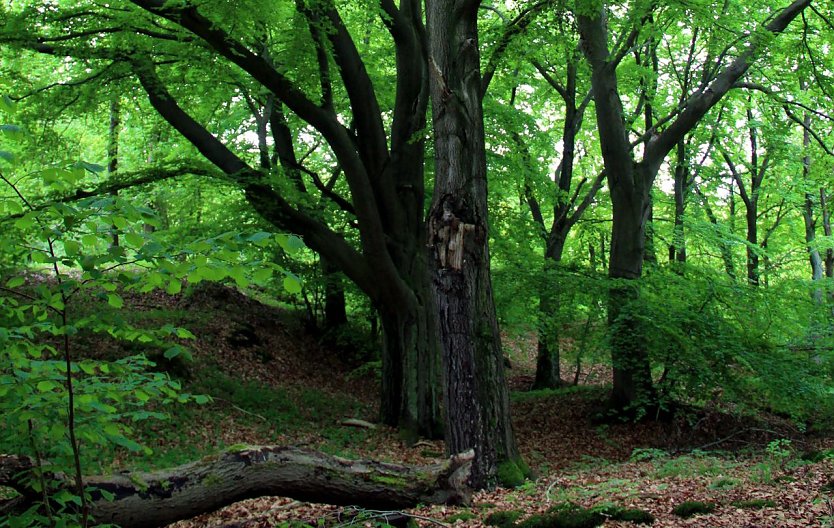 Alter Stolberg (Foto: privat)