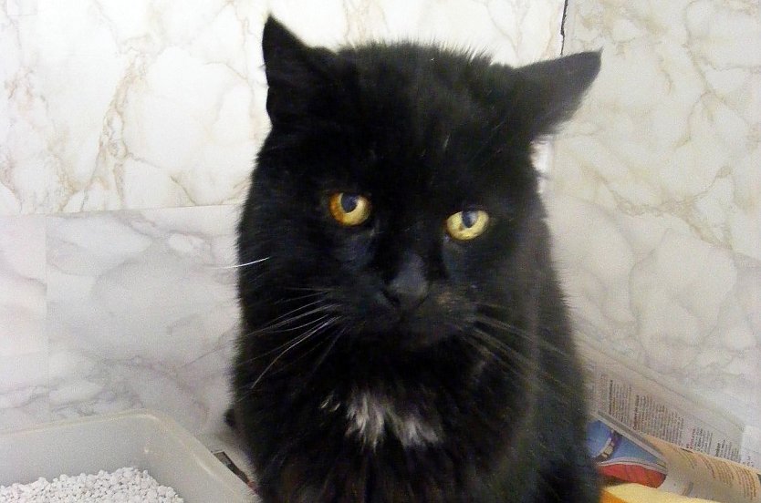 Besitzer gesucht (Foto: C. Knust)